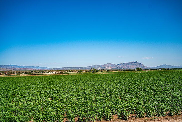 a chile field with a blue sky and mountains in the background