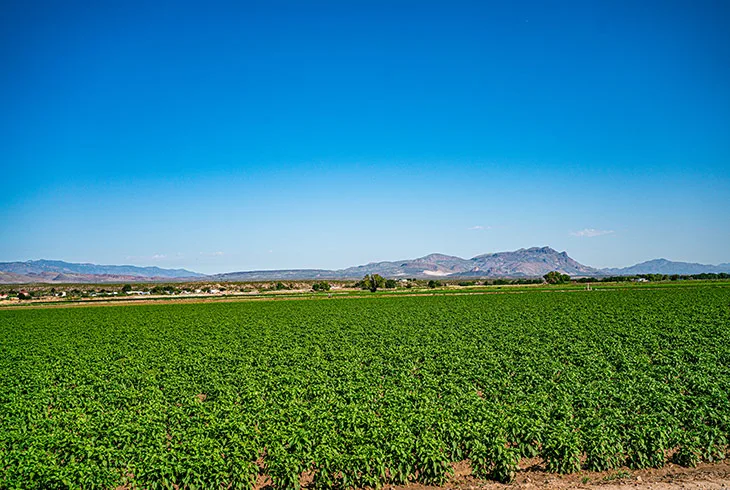 a chile field with a blue sky and mountains in the background